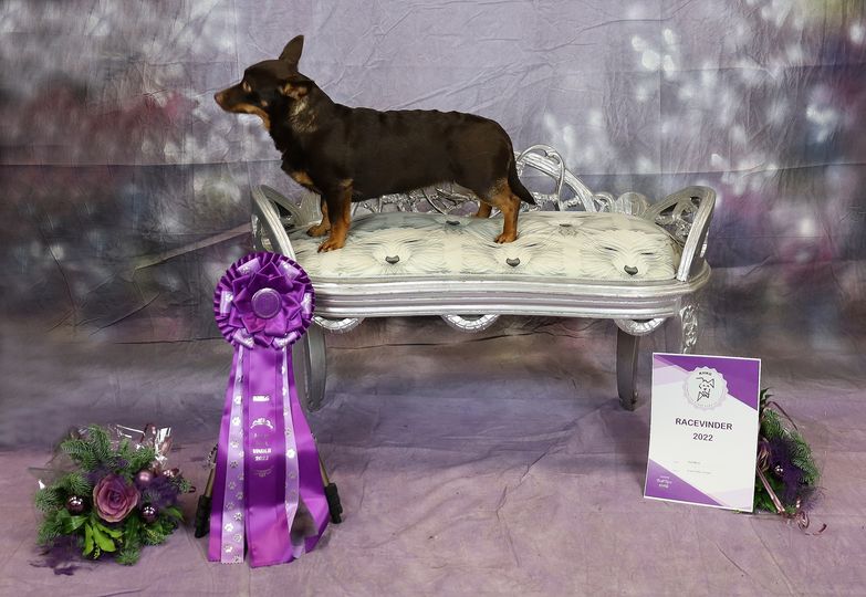 Club Breed Winner 2022
Sundsdal's Choc'n Chuckle
