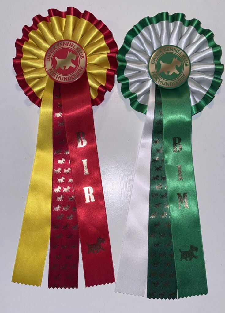 International show DKK Fredericia
Lancashire heeler
Sundsdal's Choc'O Lat
EX 1. CK. CAC. BOS.
Sundsdal's Choc'n Chuckle
EX 1. CK. CAC. BOB.